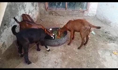 four 4 male goats bakray avl