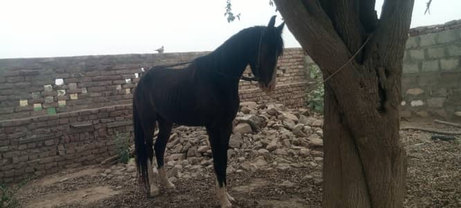 horse