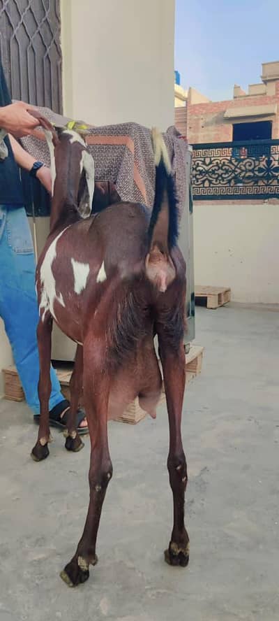 beetal goat with 2 kids male nagra female makhi cheeni