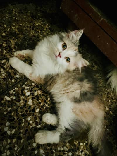 Turkish angora breed persian for sale