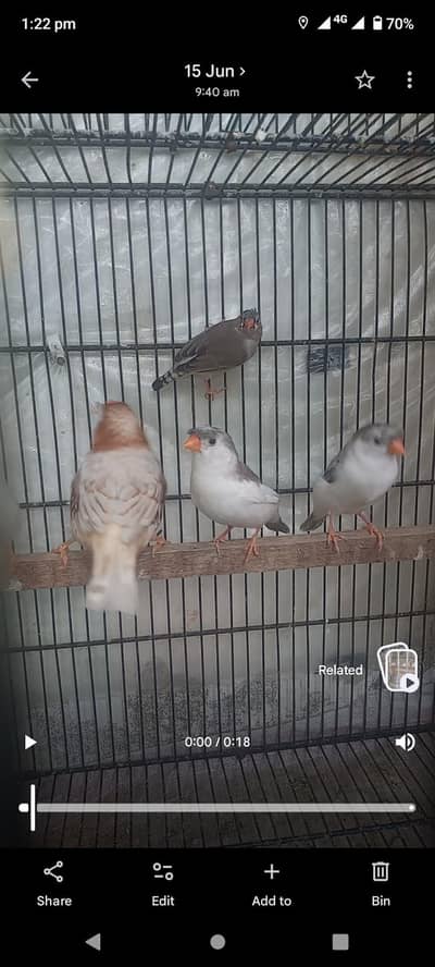 Crested penguin finches