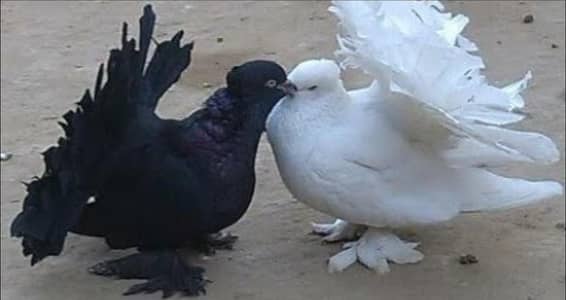 pigeon