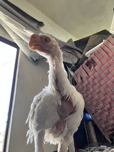 Top Quality Indian parrot beak tempered tail male chick available