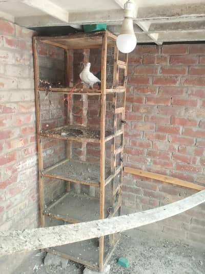 apni adhi qemat ma 5 portion cage urgent sell