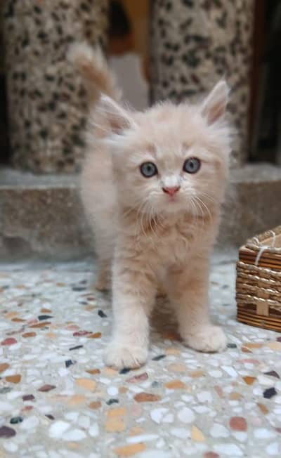 Cute persion kitten for sale