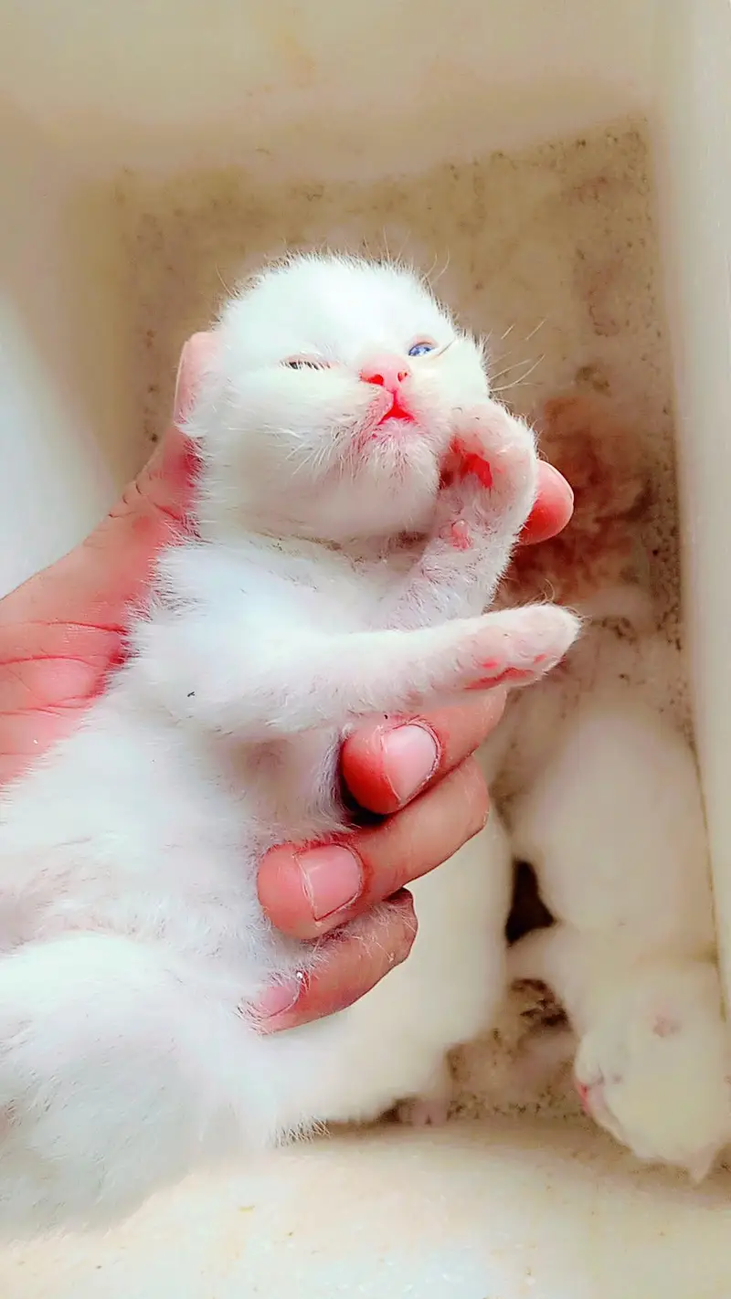 Real Persian cat baby urgent sale Sialkot city — photo 3