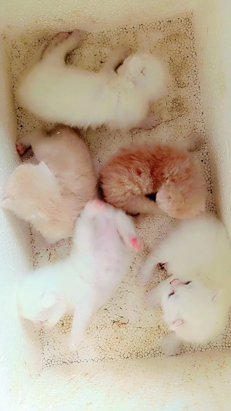 Real Persian cat baby urgent sale Sialkot city — photo 4