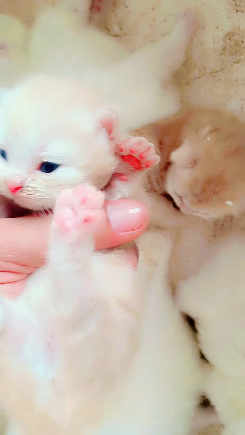 Real Persian cat baby urgent sale Sialkot city — photo 6