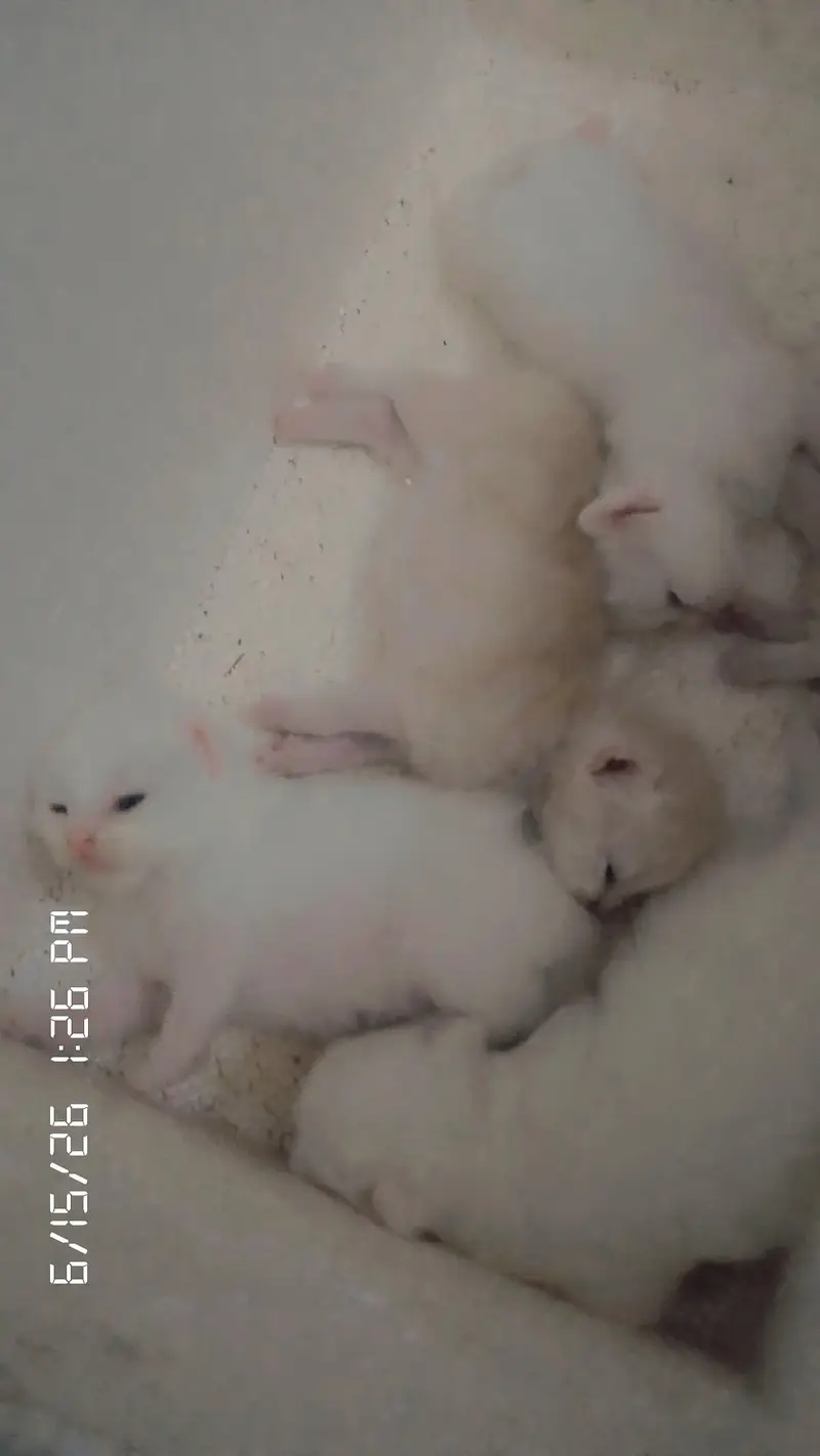 Real Persian cat baby urgent sale Sialkot city — photo 7