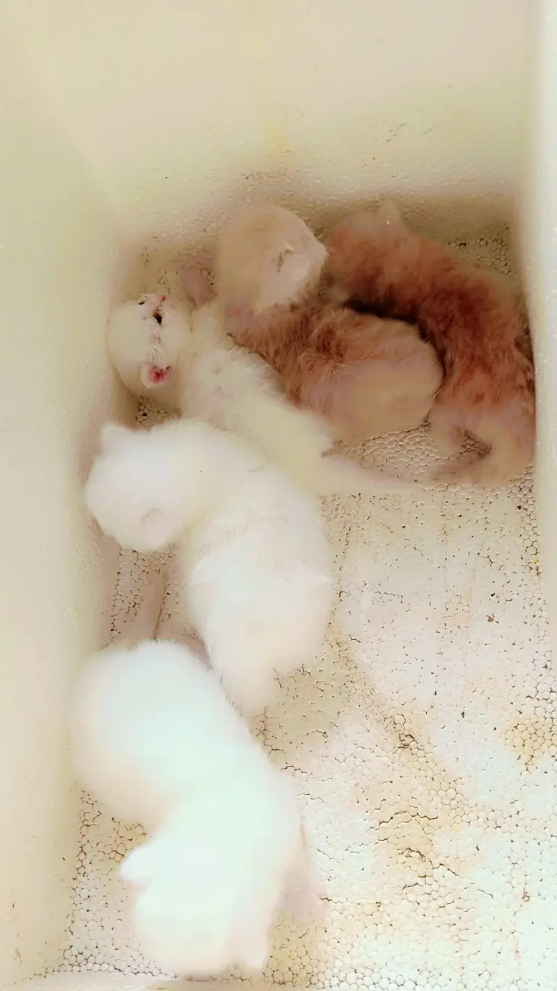 Real Persian cat baby urgent sale Sialkot city — photo 8