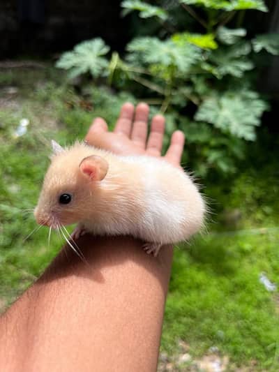Hamsters | Hamster Babies | Short Coat Hamster  | Tame Hamster Baby