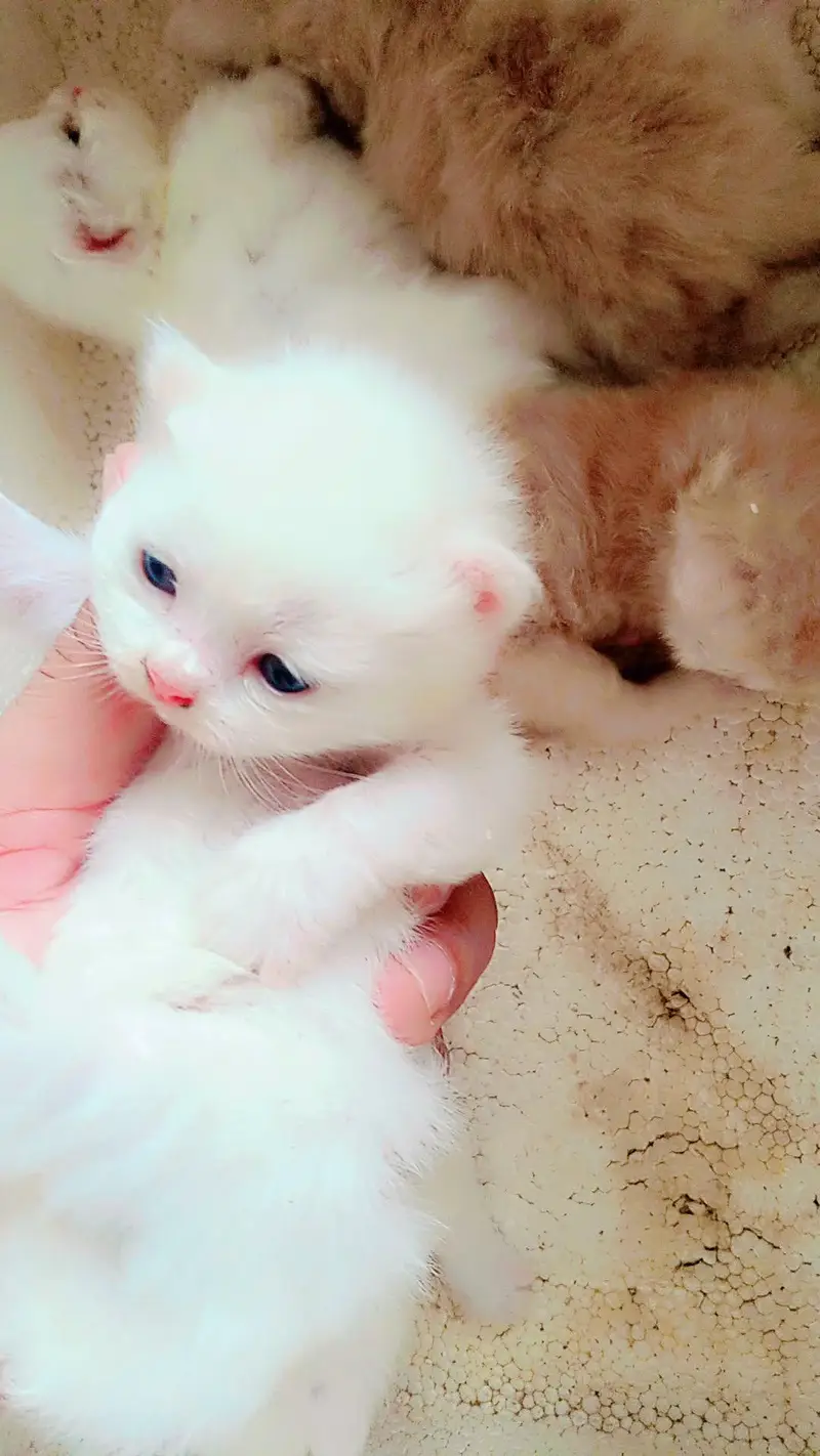 Real Persian cat baby urgent sale Sialkot city — photo 9