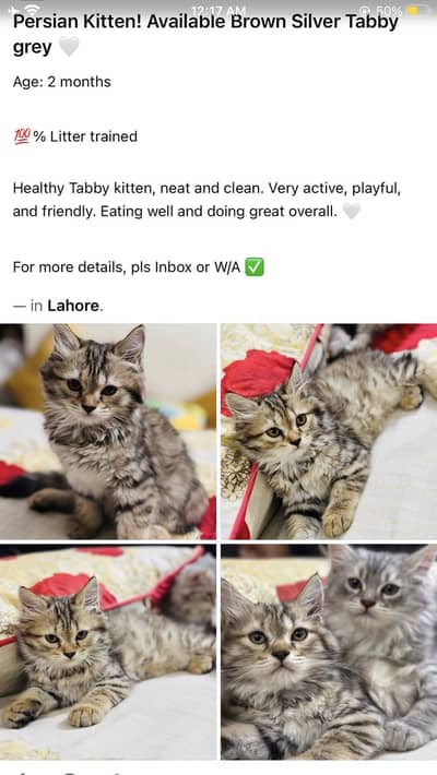 Persian kitten