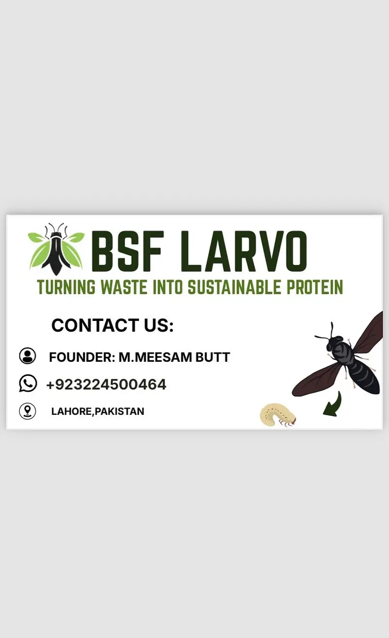 Bsf_larva ( black soldier fly larva ) — photo 7