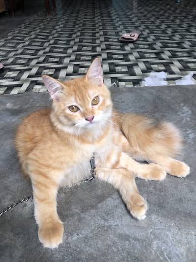 Persian cat