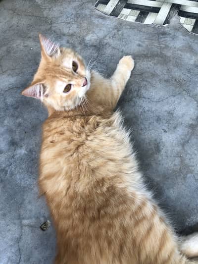 Persian cat