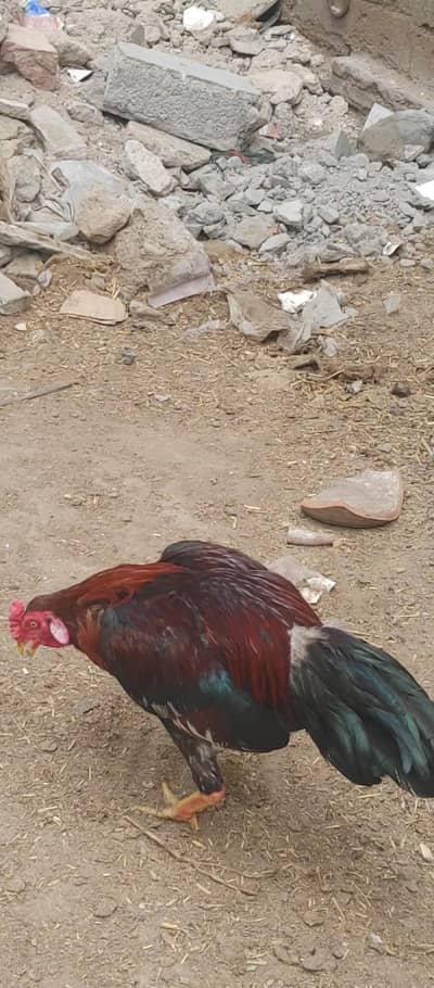 Aseel mia wali pattha