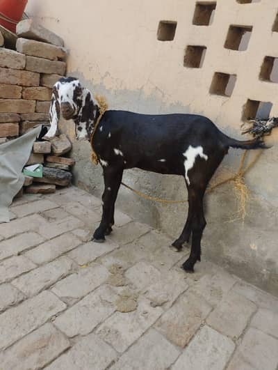 desi barbabi goat 03161668009