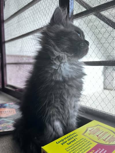 kitten for sale