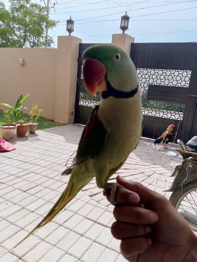 kashmiri paharri ringneck talking parrot male with cage