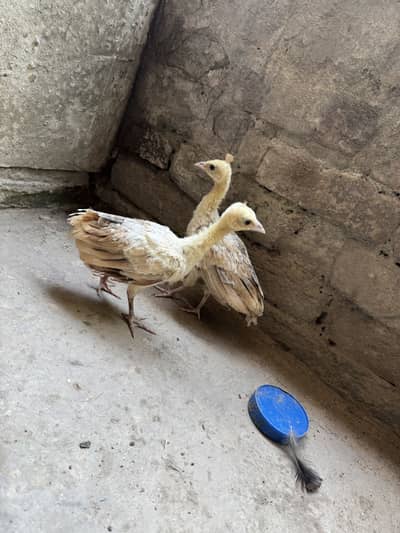 Peacock chicks for sale