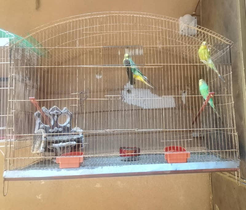 Folding Cage 4