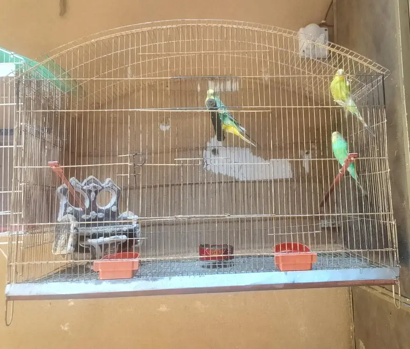Folding Cage — photo 5