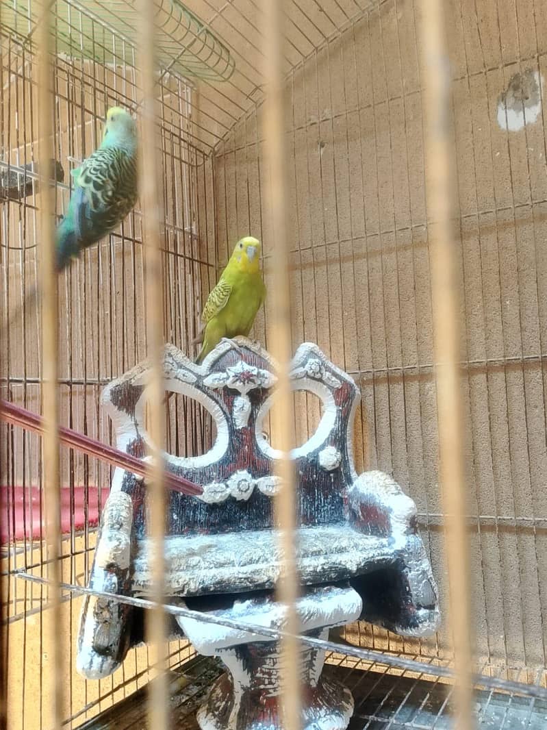 Folding Cage 5