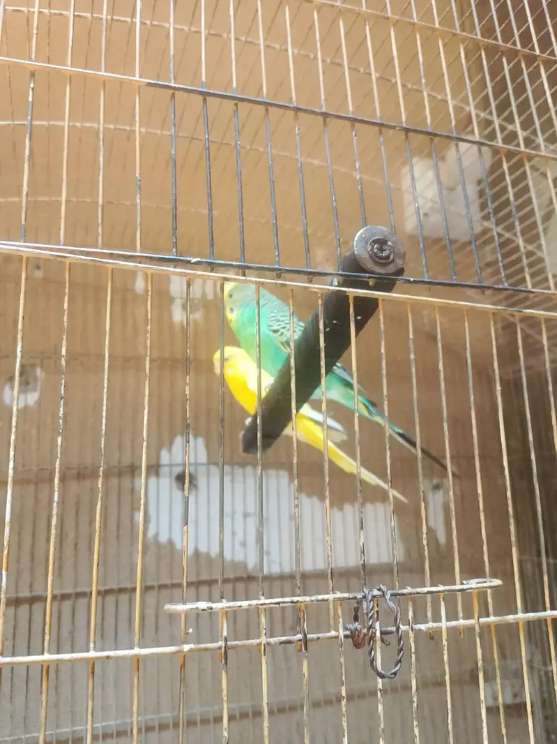 Folding Cage — photo 7