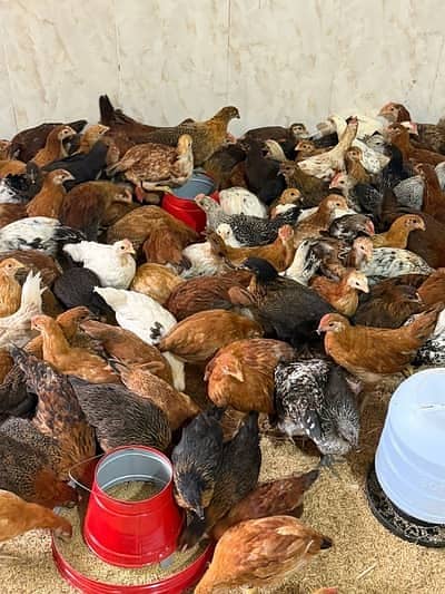 golden misri | desi hens |golden misri pathi |misri | 03157377111