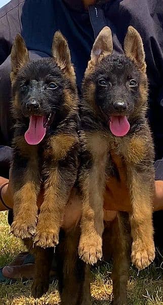 German shepherd Dubal cout pair 2 15 day for sale active and healthy