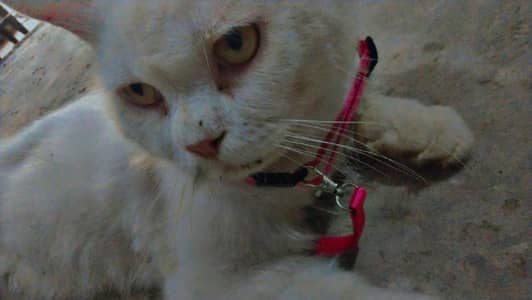 Male Persian cat available for sale
