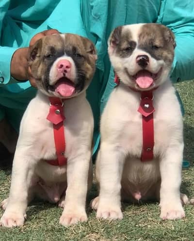 King Alabai pair pure breed security dog 2months for sale