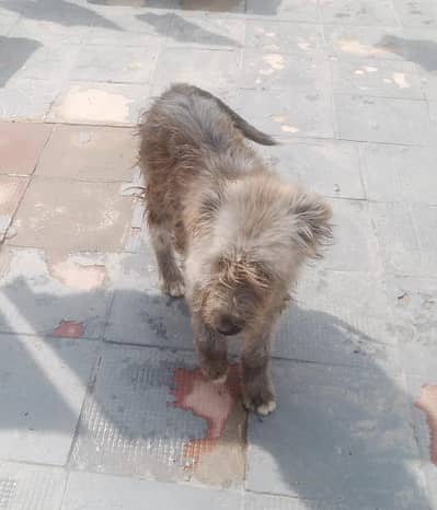 cute jimmy for sale