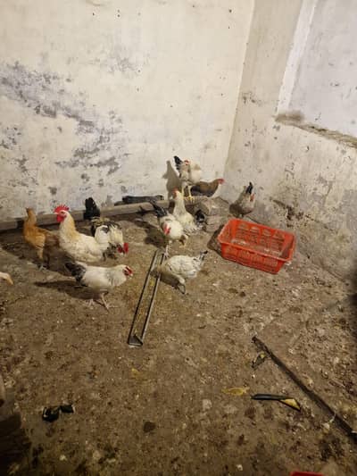 5 male and 2 female hens ha