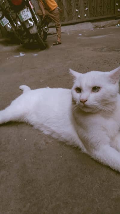 single coat Persian male