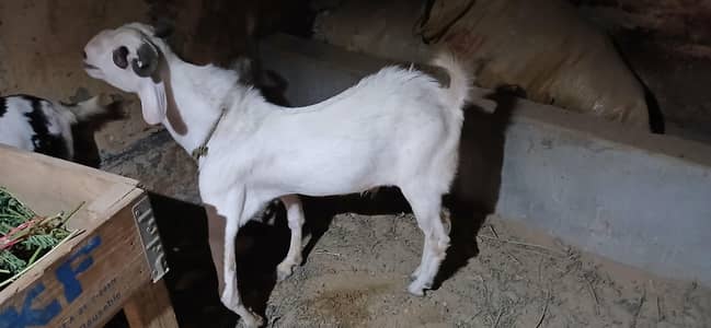 Tapra Bakra