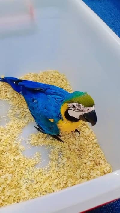 Blue and gold macaw chick