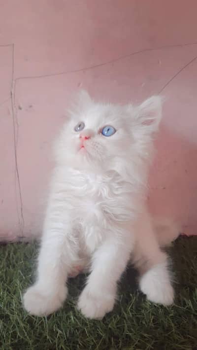 triple coated male cat with blue eye