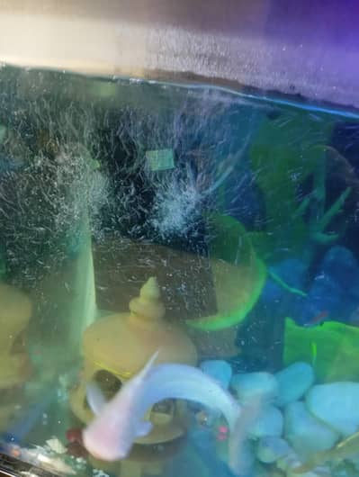 Aquarium for sale