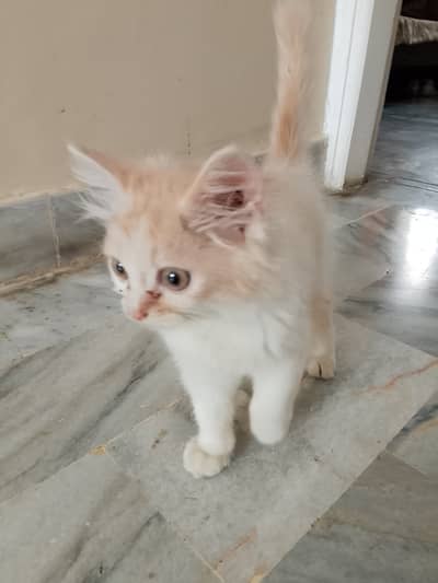 Persian double coat