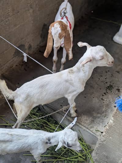 pure taddy gulabi Bakra