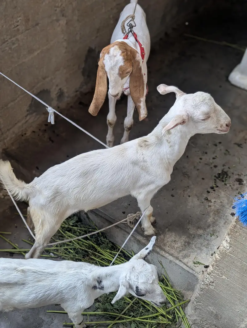 pure taddy gulabi Bakra
