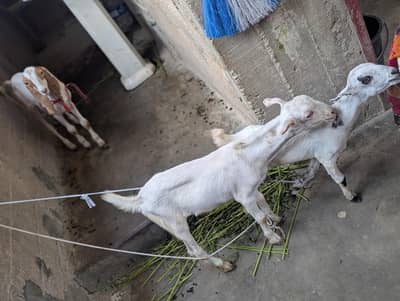 pure taddy gulabi Bakra