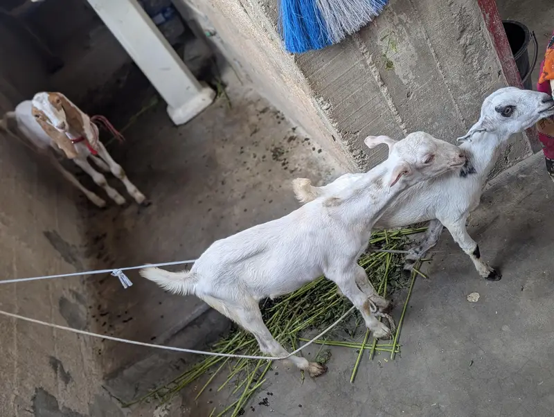 pure taddy gulabi Bakra — photo 2