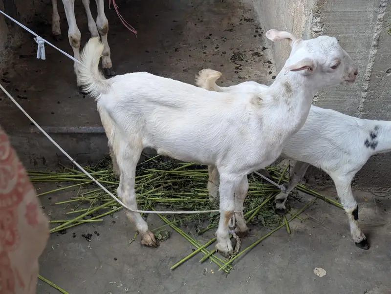 pure taddy gulabi Bakra — photo 3