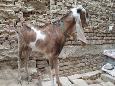 mashallah ghar ka palava bakra hai