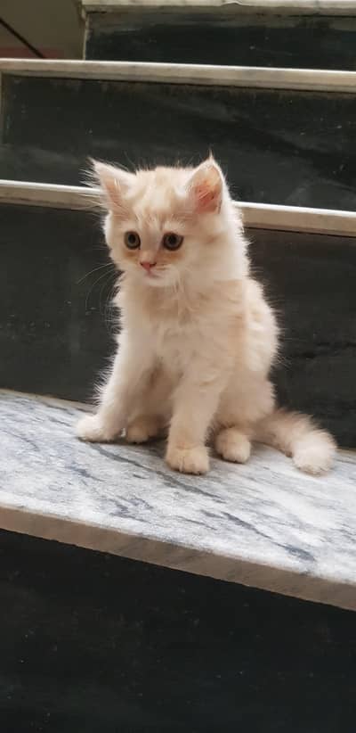 healthy Persian kitten for sale