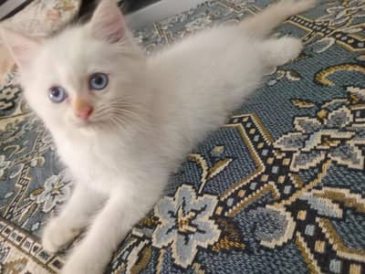 The kitten in the image is a Persian cat .  Doll-faced Persian kitten