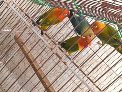 love bird